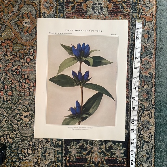 Antique Botanical Plant Print Original 100 years old Vintage Art - Picture 8 of 12